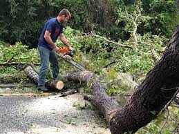 Why Choose Our Tree Removal Services in Atascocita, TX?