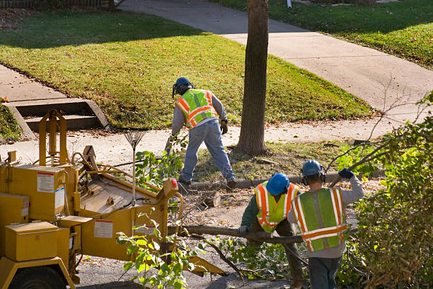 Best Hedge Trimming  in Atascocita, TX