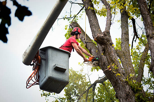 Best Weed Control Services  in Atascocita, TX