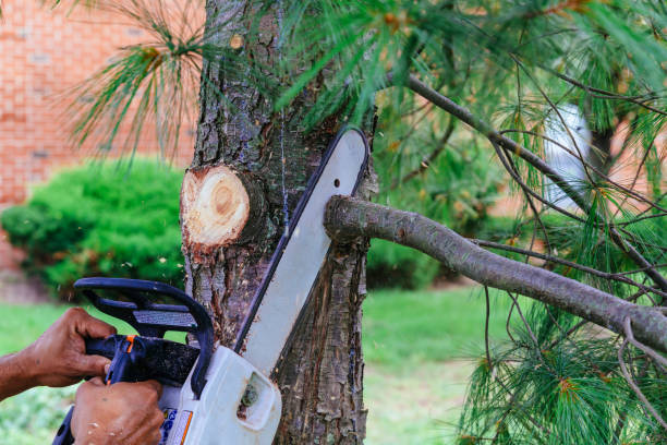 Best Tree Preservation Services  in Atascocita, TX